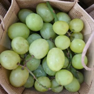 Raisin sans Pépins Gros Grain