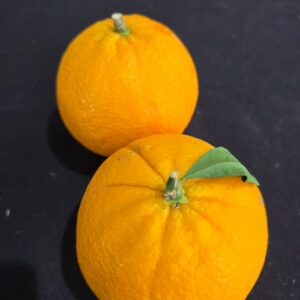 Orange de montagne