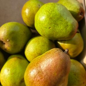 Poire doyenné