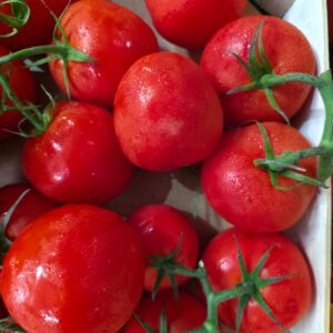 Tomate Grappe Belge