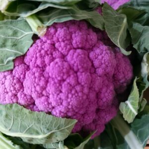 Choux fleur mauve